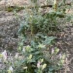Antirrhinum hispanicum Alkat (teljes növény)