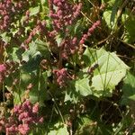 Chenopodium rubrum 花