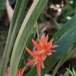 Scaphyglottis imbricata Flower