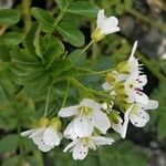 Cardamine amaraFloro