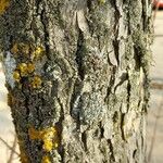 Acer monspessulanum Bark