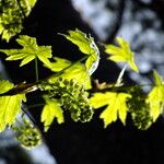 Acer macrophyllum Blomst