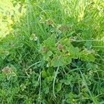 Medicago polymorpha Floro
