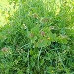 Medicago polymorpha Blomst