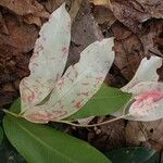 Gilbertiodendron diphyllum Leaf