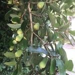 Ficus velutina Fruto