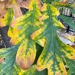 Quercus alba Blad