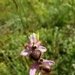 Ophrys sphegodes Çiçek