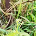 Galium parisiense Çiçek