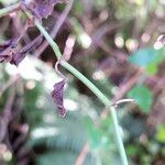Senecio deltoideus Corteza