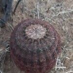 Echinocereus rigidissimus 叶