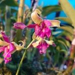 Dendrobium conanthum Flower