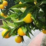 Citrus × aurantium Fruit