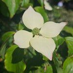 Cornus kousa Bloem