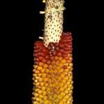 Amorphophallus paeoniifolius Fruit