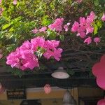 Bougainvillea glabra花