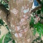 Calliandra haematocephala Bark