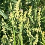 Atriplex littoralis Žiedas