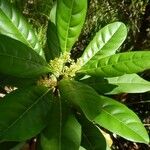 Spiraeanthemum meridionale 花