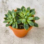 Dudleya greenei Feuille