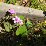 Oxalis articulataFlower