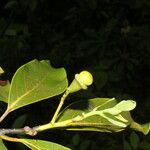 Ocotea floribunda Plod