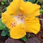 Hibiscus brackenridgei Blodyn