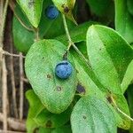 Cocculus orbiculatus Blatt