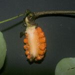 Philodendron ecordatum Fruto