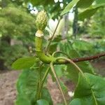 Magnolia fraseri Ffrwyth