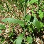 Leucanthemum adustum Blad