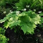 Diphylleia cymosa Hoja