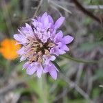 Scabiosa atropurpurea Květ