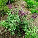 Amorpha canescens Hábitos