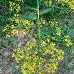 Sisymbrium strictissimum Flower