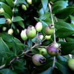 Myrtus communis Fruto