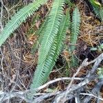 Blechnum spicant Leaf