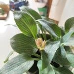 Hosta longipes Blatt