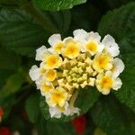 Lantana canescens Květ