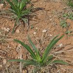 Plantago wrightiana Elinympäristö