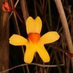 Utricularia chrysantha