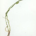 Setaria viridis 整株植物