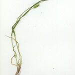 Setaria viridis Hábito