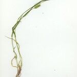 Setaria viridis Συνήθη χαρακτηριστικά