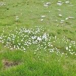 Eriophorum scheuchzeri Hábito