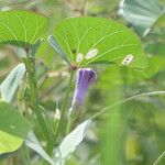 Ipomoea asarifolia Leaf