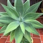 Agave attenuataFeuille