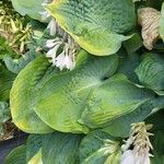 Hosta sieboldiana Folha