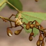 Piliostigma thonningii Λουλούδι