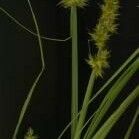 Carex stipata Flower